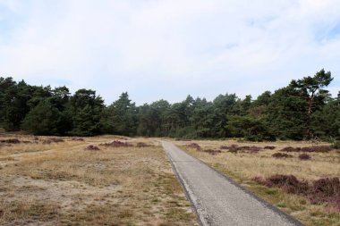 Boş şehir yolu, bulutlu gökyüzü, kuru sarı çimenler, ağaçlar ve çalı çiçekleri. Avrupa 'nın Doğası. 