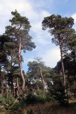 Ormandaki ağaçlar. Güneşli bir sonbahar fotoğrafı. Ormana giden yol. Avrupa 'nın Doğası. 