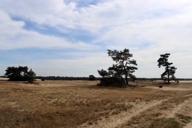 Boş kırsal yol, sarı kum, kuru ot, mavi bulutlu gökyüzü, insan yok. Manzara fotoğrafı. Avrupa 'nın Doğası.
