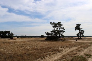 Boş kırsal yol, sarı kum, kuru ot, mavi bulutlu gökyüzü, insan yok. Manzara fotoğrafı. Avrupa 'nın Doğası.