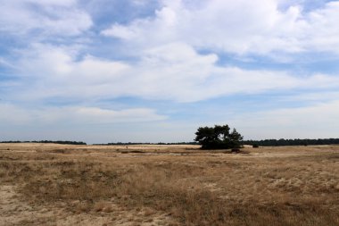 Kum tepeleri, dramatik bulutlu gökyüzü, ağaçlar, insan yok. Hollanda 'nın doğası. Kopya alanı ile panoramik manzara fotoğrafı. 