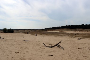 Kum tepeleri, dramatik bulutlu gökyüzü, ağaçlar, insan yok. Hollanda 'nın doğası. Kopya alanı ile panoramik manzara fotoğrafı. 