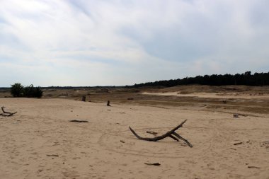 Yaz manzarası fotoğrafı: Bulutlu mavi gökyüzü, altın çimenler, yeşil ağaçlar. İnsansız, sakin bir manzara. Hollanda 'nın Doğası. 