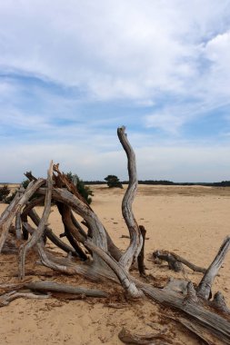 Altın kumda kuru ağaç, mavi bulutlu gökyüzü. Hollanda 'daki Hoge Veluwe Ulusal Parkı' nın kumulları. Hollanda doğa manzarası fotoğrafı. 