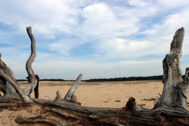 Altın kumda kuru ağaç, mavi bulutlu gökyüzü. Hollanda 'daki Hoge Veluwe Ulusal Parkı' nın kumulları. Hollanda doğa manzarası fotoğrafı. 