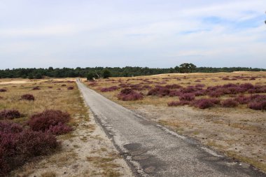 Altın çim tarlaları, kenevir çiçekleri, boş kırsal yol. Huzurlu kır manzarası. Hollanda, Hoge Veluwe Ulusal Parkı 'nda sonbahar erken saatleri. 