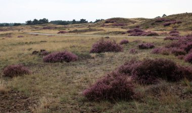 Güzel bulutlu mavi gökyüzü, kuru cam, mor çalılar, ufukta ağaçlar. Avrupa manzara fotoğrafı. 