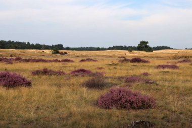 Güzel bulutlu mavi gökyüzü, kuru cam, mor çalılar, ufukta ağaçlar. Avrupa manzara fotoğrafı. 