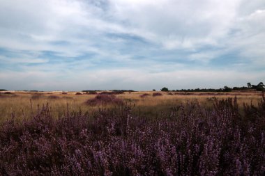 Heather Bush fotoğrafları kapatıyor. Güzel fundalık çiçeği tarlası. Bulutlu mavi gökyüzü. Hollanda 'nın doğası. Ulusal Hoge Veluwe Parkı. 