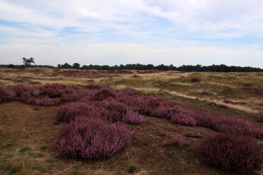 Güzel fundalık çiçeği tarlası. Bulutlu mavi gökyüzü. Hollanda 'nın doğası. Ulusal Hoge Veluwe Parkı. 