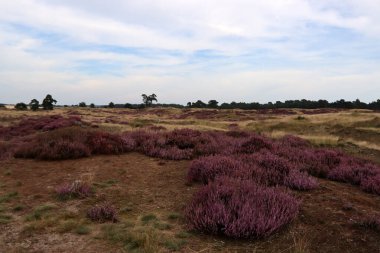 Güzel fundalık çiçeği tarlası. Bulutlu mavi gökyüzü. Hollanda 'nın doğası. Ulusal Hoge Veluwe Parkı. 