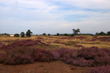 Heather Bush fotoğrafları kapatıyor. Güzel fundalık çiçeği tarlası. Bulutlu mavi gökyüzü. Hollanda 'nın doğası. Ulusal Hoge Veluwe Parkı. 