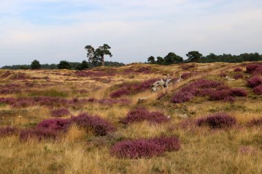Heather Bush fotoğrafları kapatıyor. Güzel fundalık çiçeği tarlası. Bulutlu mavi gökyüzü. Hollanda 'nın doğası. Ulusal Hoge Veluwe Parkı. 
