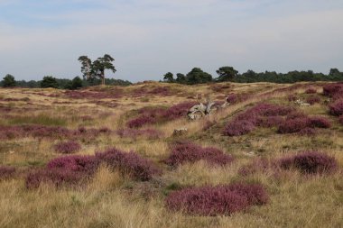 Güzel fundalık çiçeği tarlası. Bulutlu mavi gökyüzü. Hollanda 'nın doğası. Ulusal Hoge Veluwe Parkı. 