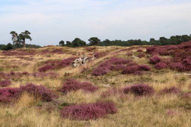 Hollanda Ulusal Parkı 'nda çiçek açan fundalık tarlası. Çiçeklerden oluşan güzel mor halı, kuru ot, bulutlu dramatik gökyüzü..  