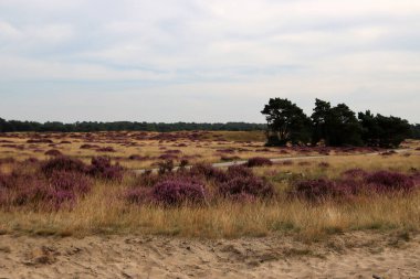 Güzel fundalık çiçeği tarlası. Bulutlu mavi gökyüzü. Hollanda 'nın doğası. Ulusal Hoge Veluwe Parkı. 