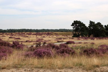 Güzel fundalık çiçeği tarlası. Bulutlu mavi gökyüzü. Hollanda 'nın doğası. Ulusal Hoge Veluwe Parkı. 