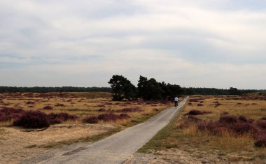 Altın çim tarlaları, kenevir çiçekleri, boş kırsal yol. Huzurlu kır manzarası. Hollanda, Hoge Veluwe Ulusal Parkı 'nda sonbahar erken saatleri. 