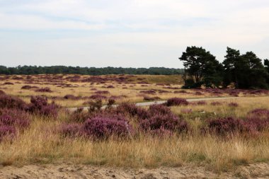 Güzel fundalık çiçeği tarlası. Bulutlu mavi gökyüzü. Hollanda 'nın doğası. Ulusal Hoge Veluwe Parkı. 