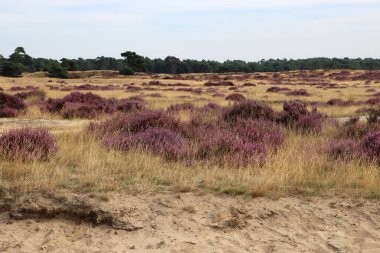 Güzel fundalık çiçeği tarlası. Bulutlu mavi gökyüzü. Hollanda 'nın doğası. Ulusal Hoge Veluwe Parkı. 