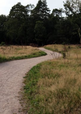 Boş kırsal yol, kuru çimenler, yeşil ağaçlar, insan yok. Hollanda 'nın Doğası. 