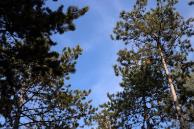 Ormandaki ağaçlar. Güneşli bir sonbahar fotoğrafı. Ormana giden yol. Avrupa 'nın Doğası. 