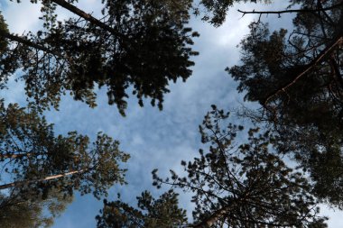 Ormandaki ağaçlar. Güneşli bir sonbahar fotoğrafı. Ormana giden yol. Avrupa 'nın Doğası. 