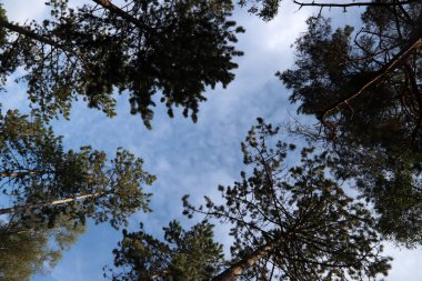 Ormandaki ağaçlar. Güneşli bir sonbahar fotoğrafı. Ormana giden yol. Avrupa 'nın Doğası. 