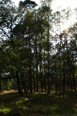 Ormandaki ağaçlar. Güneşli bir sonbahar fotoğrafı. Ormana giden yol. Avrupa 'nın Doğası. 