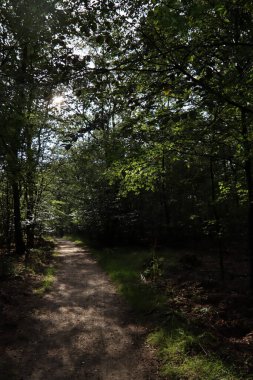 Ormandaki ağaçlar. Güneşli bir sonbahar fotoğrafı. Ormana giden yol. Avrupa 'nın Doğası. 