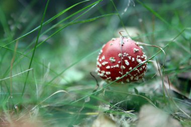 Amanita mantarı yeşil çimlerde. Ormanda sonbahar. Kırmızı ve beyaz mantar. Yakın plan.. 