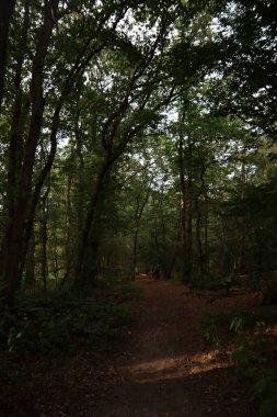 Ormandaki ağaçlar. Güneşli bir sonbahar fotoğrafı. Ormana giden yol. Avrupa 'nın Doğası. 