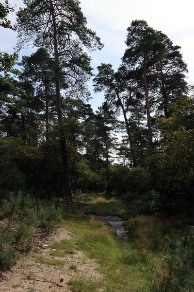 Gångväg Skog Gröna Träd Tomma Vägar Inga Människor Vacker Kväll — Stockfoto