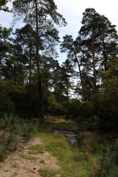 Gyalog Erdőben Zöld Fák Üres Emberek Nélkül Gyönyörű Este Erdőben — Stock Fotó
