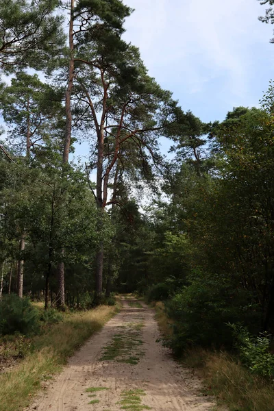 Gångväg Skog Gröna Träd Tomma Vägar Inga Människor Vacker Kväll — Stockfoto