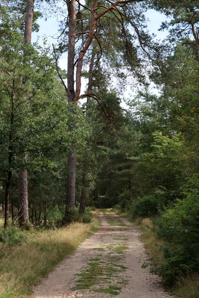 나무들 숲으로 통하는 유럽의 — 스톡 사진