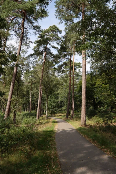Pusta Ścieżka Lesie Piękne Leśne Drzewa Charakter Europy — Zdjęcie stockowe
