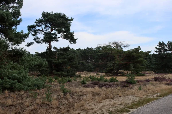 Bomen Het Bos Vroeg Herfst Zonnige Dag Foto Een Pad — Stockfoto