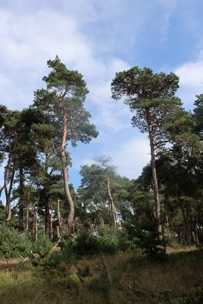 Fák Erdőben Kora Őszi Napsütéses Kép Keresztül Erdőn Európa Természete — Stock Fotó
