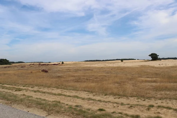 Homokdűnék Drámai Felhős Fák Emberek Nélkül Hollandia Természete Panoráma Tájkép — Stock Fotó