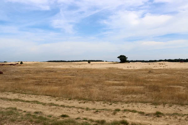 Dunas Areia Céu Nublado Dramático Árvores Sem Pessoas Natureza Dos — Fotografia de Stock