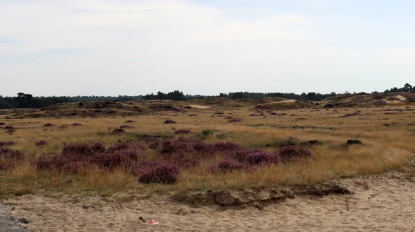 Blühendes Heidefeld Nationalpark Der Niederlande Schöner Lila Teppich Aus Heideblumen — Stockfoto