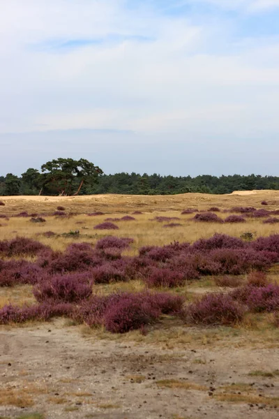 Campo Brezo Floreciente Parque Nacional Los Países Bajos Hermosa Alfombra —  Fotos de Stock