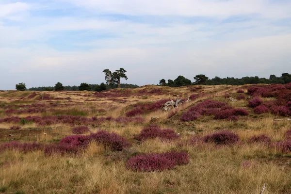Heather Bush fotoğrafları kapatıyor. Güzel fundalık çiçeği tarlası. Bulutlu mavi gökyüzü. Hollanda 'nın doğası. Ulusal Hoge Veluwe Parkı. 