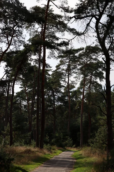 Camino Vacío Bosque Hermosos Árboles Forestales Naturaleza Europa — Foto de Stock