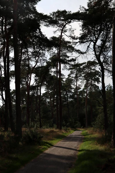 Prázdná Polní Cesta Suchá Tráva Zelené Stromy Žádní Lidé Druh — Stock fotografie