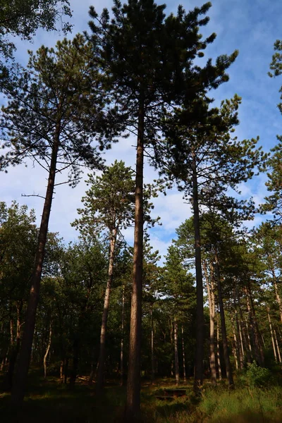 나무들 숲으로 통하는 유럽의 — 스톡 사진