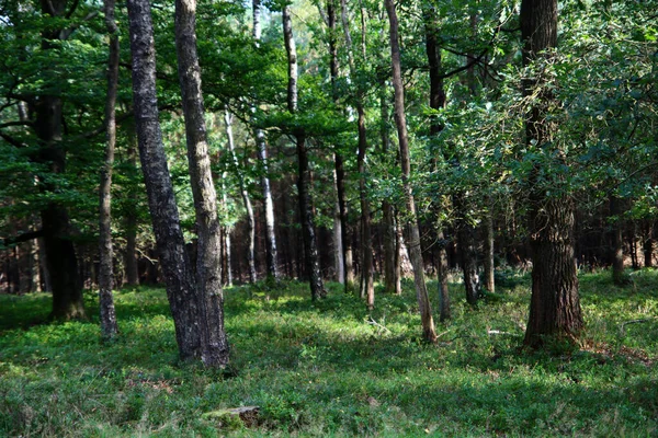 Des Arbres Dans Forêt Début Automne Jour Ensoleillé Photo Chemin — Photo