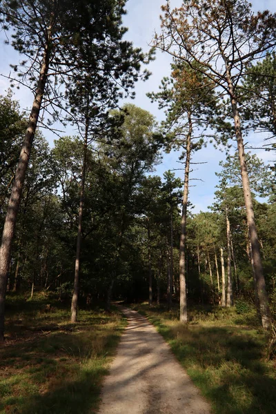 Stromy Lese Časný Podzim Slunečný Den Foto Cesta Lesem Nature — Stock fotografie