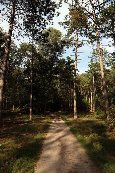 Stromy Lese Časný Podzim Slunečný Den Foto Cesta Lesem Nature — Stock fotografie